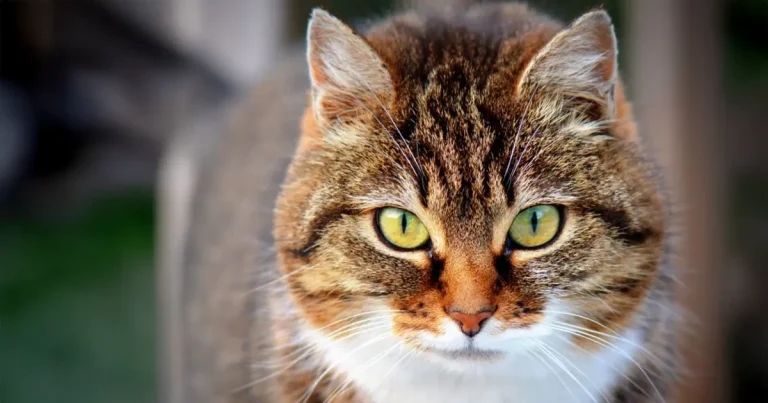 Pet Blood Bank UK unveils new feline service