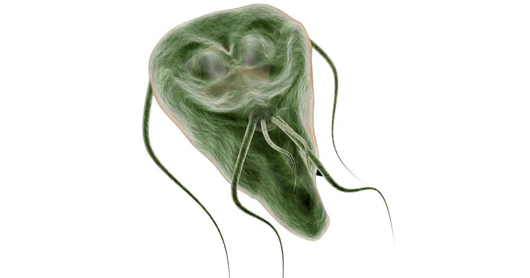 Challenges in <em>Giardia</em> treatment and control