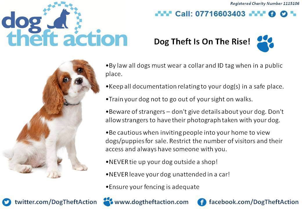 Dog theft &#8211; are dog owners really aware?