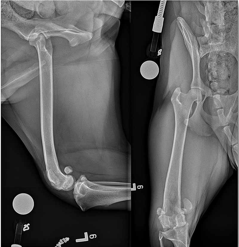 Canine patellar luxation part 1: pathophysiology and diagnosis