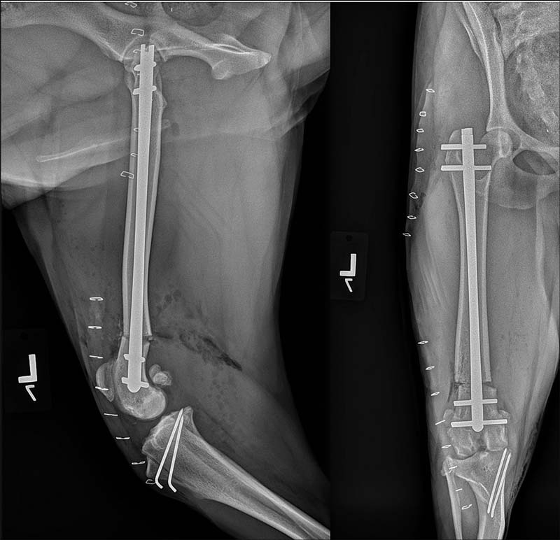 Canine patellar luxation part 2: treatments and outcomes