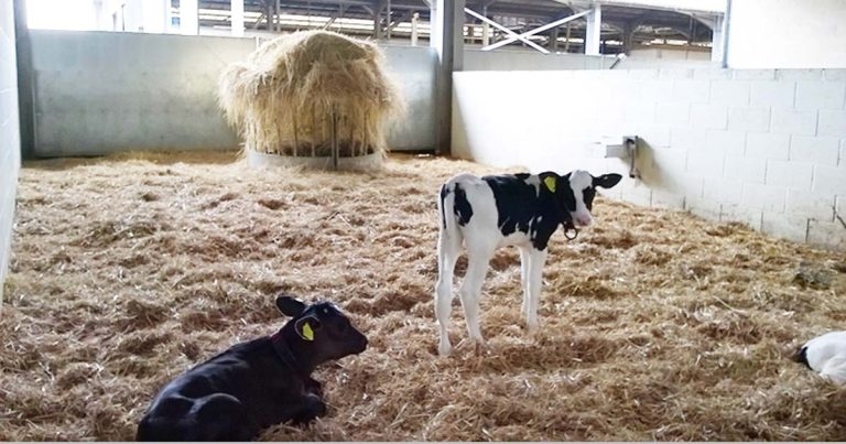 Managing calf pneumonia