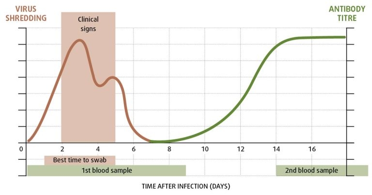 Equine ’flu: immune responses and gaps