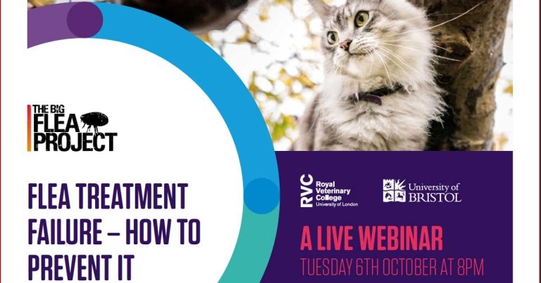 Webinar to focus on flea treatment failure