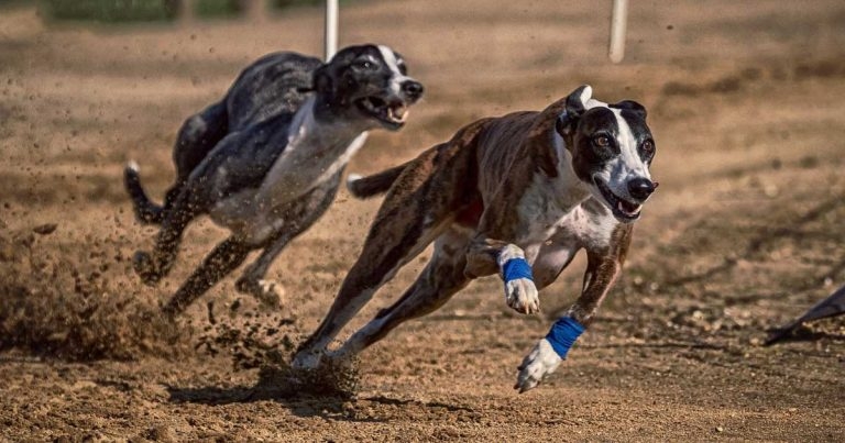 Veterinary concerns raised over greyhound race ban idea