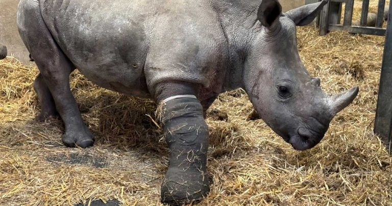 Liverpool vets reflect on world first rhino op