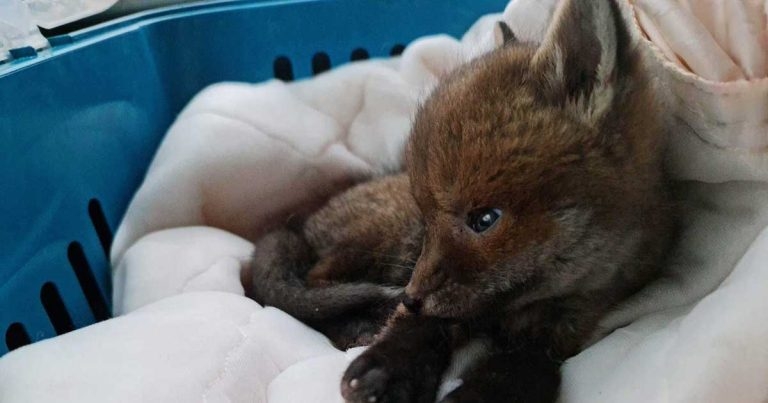 Charity hails ‘world first’ fox brain surgery