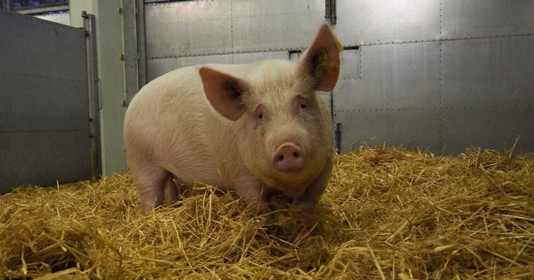 Pirbright pig project paves way for human respiratory vaccine