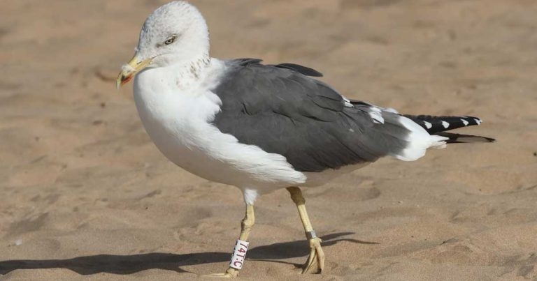 Bin rescue helps Gulliver to new travels