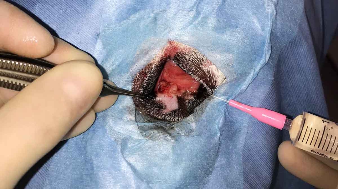 Eyelid tumours in dogs and cats – part 3