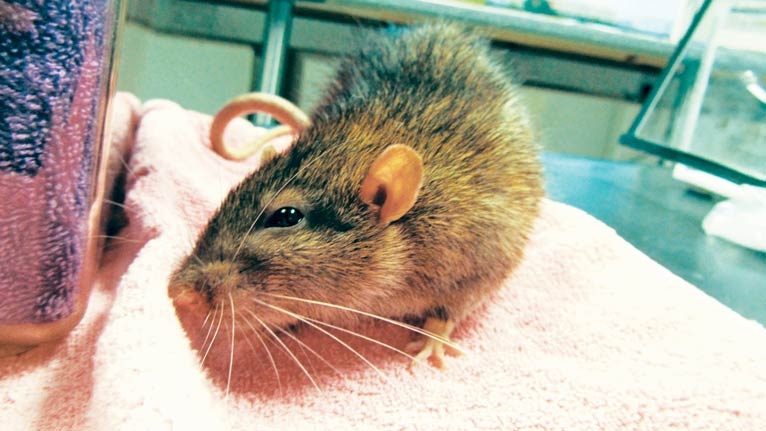 Health problems in geriatric rats