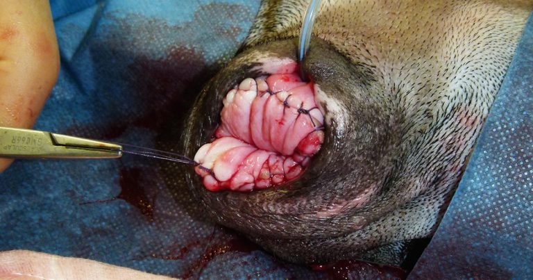 Vaginal fold prolapse in bitches