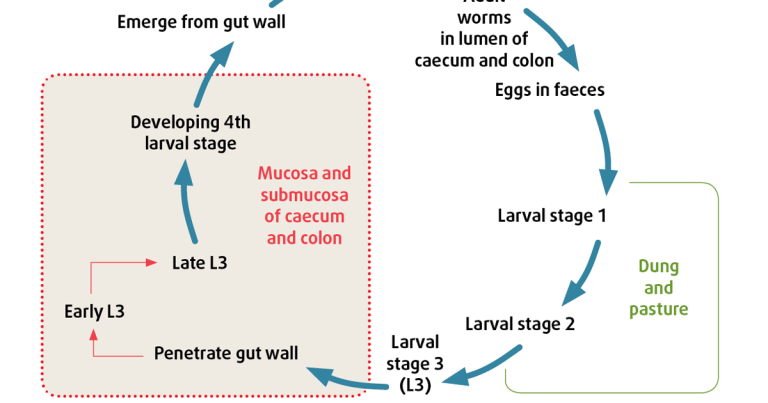 Endoparasites: types, diagnosis, when to treat and getting yard and client worming compliance right
