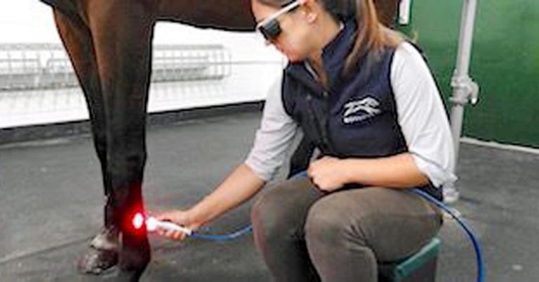 Equine tendon injuries: best treatment and future needs