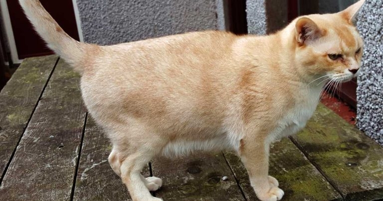 Probiotics in dogs and cats