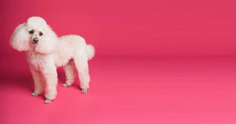 Canine chloralose toxicosis case