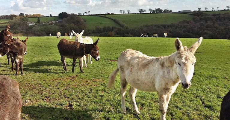 Endectocides and their role in parasite control