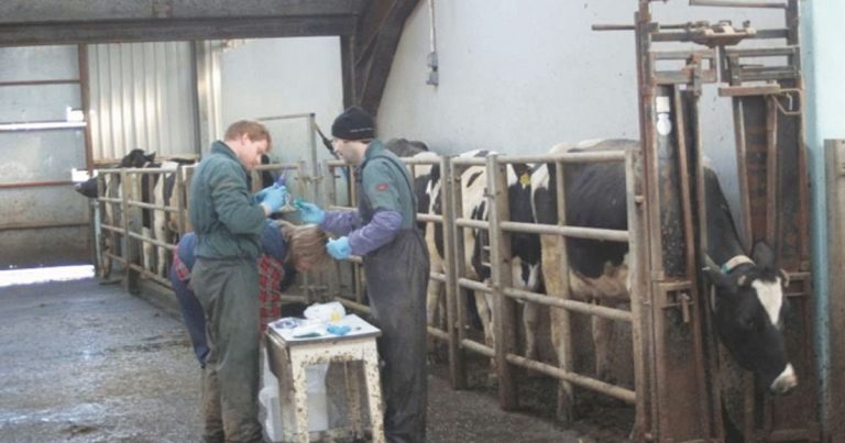 Cattle vaccination: what, why and how to offer its benefits to farmers