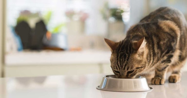 Why pet food legislation needs revision and enforcement