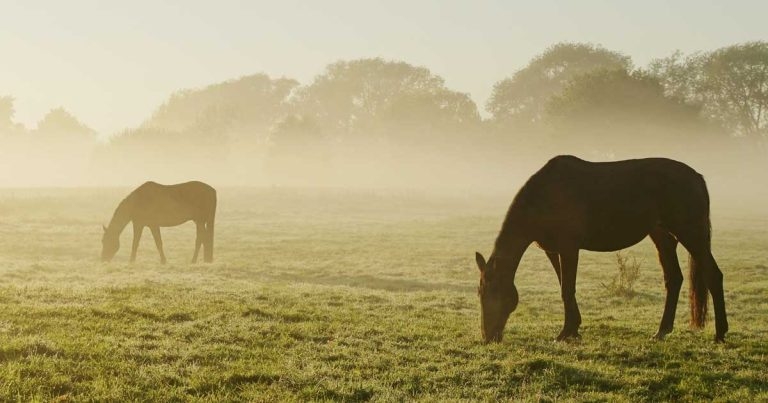 Equine vets urged to join MonitorME antimicrobial campaign