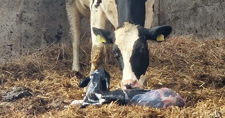 Q fever – a zoonotic disease with underestimated consequences