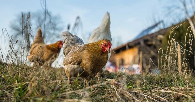 New study makes avian flu biosecurity warnings