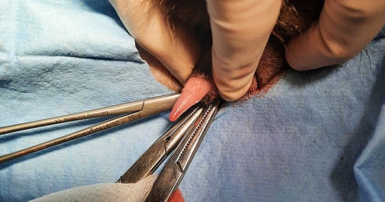 The cat with three testicles – a case of interstitial cell tumour