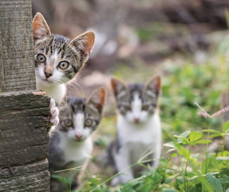 Cat ‘saturation’ fear: charity admits neuter work need