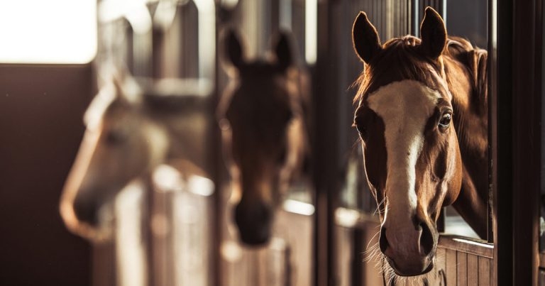 Equine asthma – behaviour change science for diagnosis