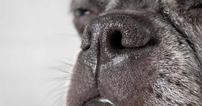 No more excuses’ for not addressing brachycephalic ‘crisis’, working group warns