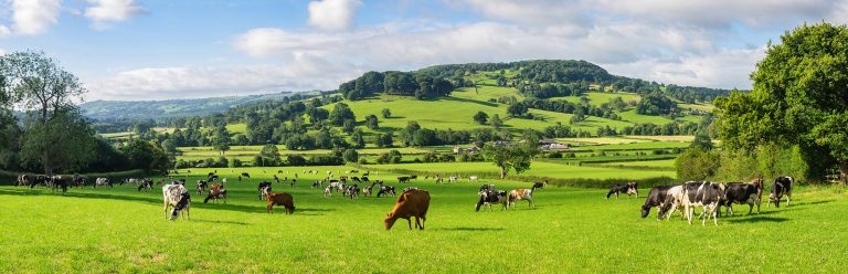 Bovine viral diarrhoea: UK’s quest for disease eradication