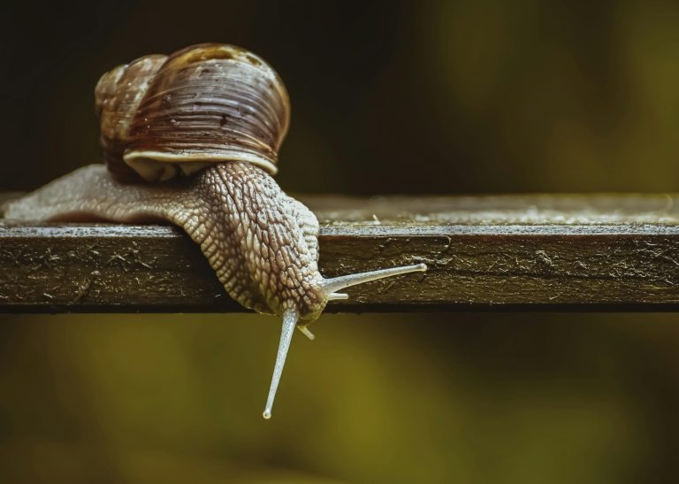 Angiostrongylus vasorum: where is it, and what are the risks?