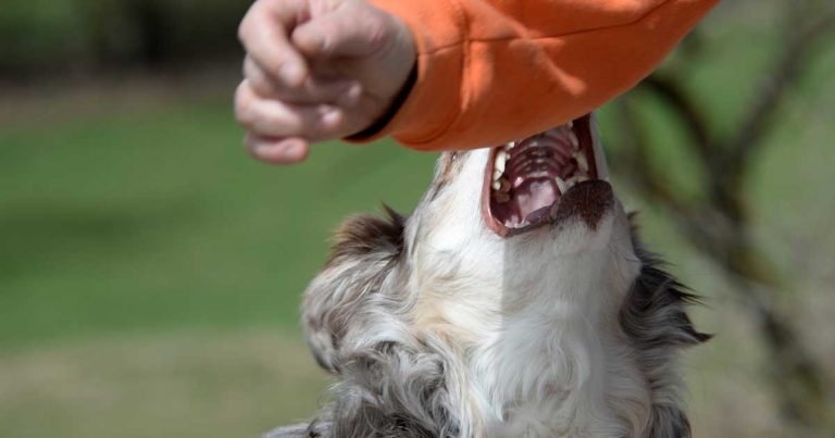 Better grasp of canine behaviour needed, sector figures state