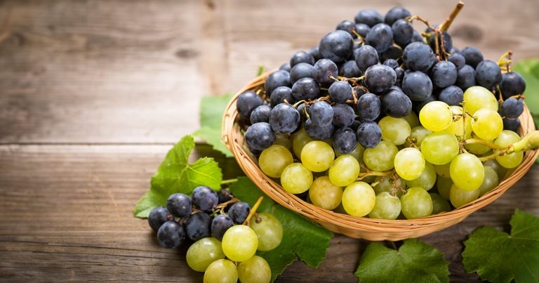 Canine grape toxicosis