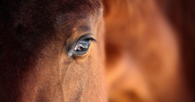Evidence-based management of EMS and PPID in horses