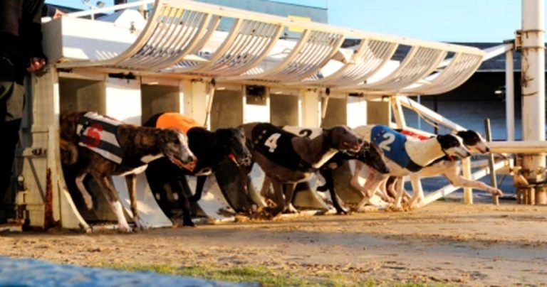 Delight and dismay as greyhound race ban plan in Wales announced