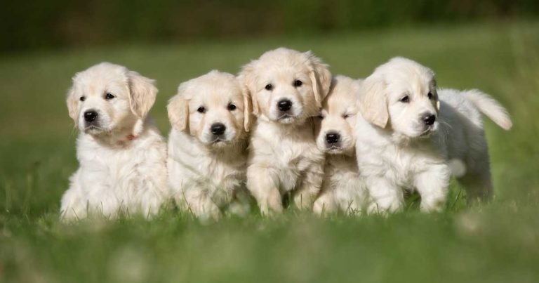 Profession unites in plea for responsible ownership