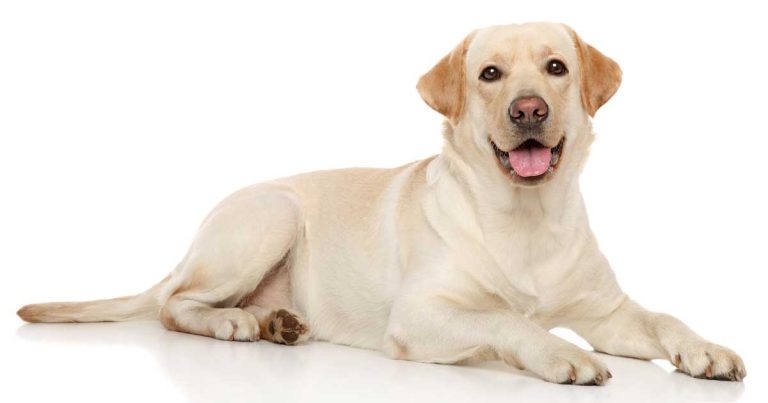 Fresh report on myxomatous mitral valve disease: large dogs