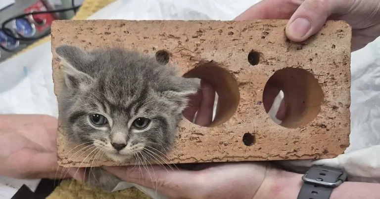 Vet team removes kitten stuck in brick