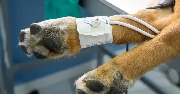 Dog limb position has ‘considerable’ impact on blood pressure readings